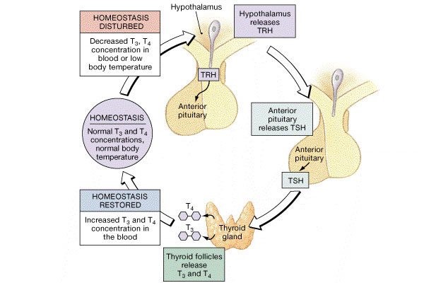 Understanding High TSH Low TSH T3 T4 Test Results