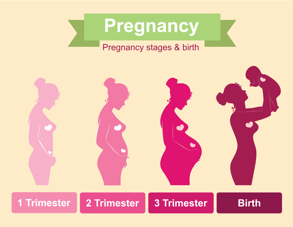 3rd Trimester - Weeks, Development, Physical & Psychological Changes ...