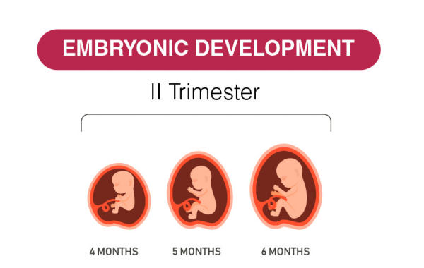 2nd Trimester Weeks Development Physical Psychological Changes 