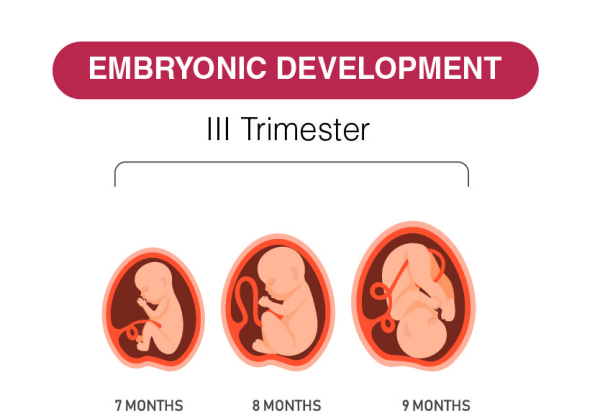 The Third Trimester of Pregnancy - Dr Lal PathLabs Blog