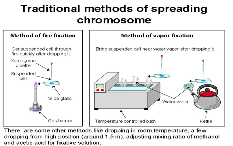 What Is Cytogenetic? Means And End To Cytogenetics Testing | Dr Lal ...